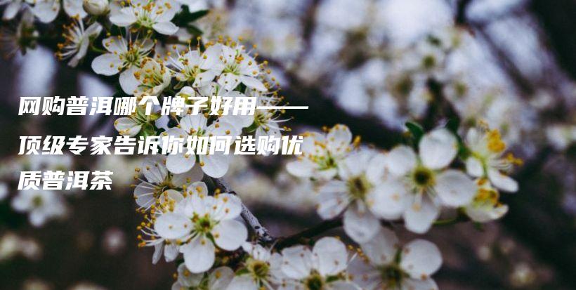 网购普洱哪个牌子好用——顶级专家告诉你如何选购优质普洱茶插图