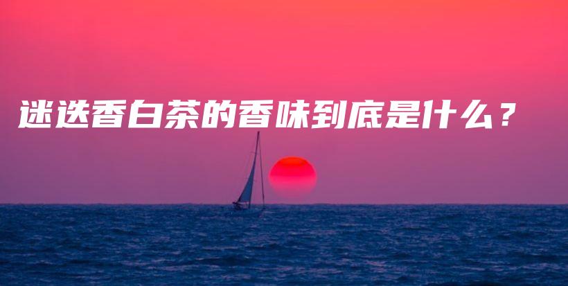 迷迭香白茶的香味到底是什么？插图