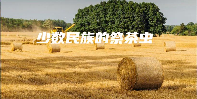 少数民族的祭茶虫插图