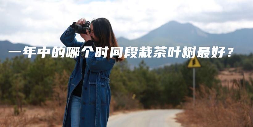 一年中的哪个时间段栽茶叶树最好？插图