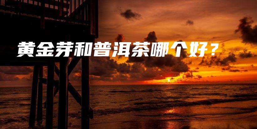 黄金芽和普洱茶哪个好？插图