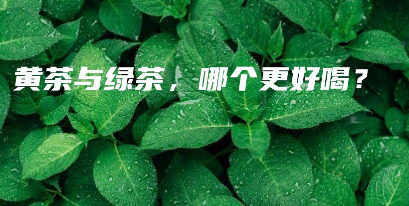 黄茶与绿茶，哪个更好喝？插图