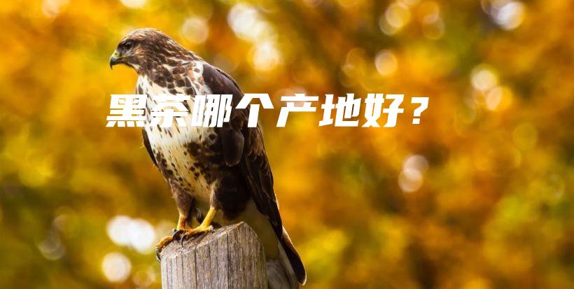 黑茶哪个产地好？插图