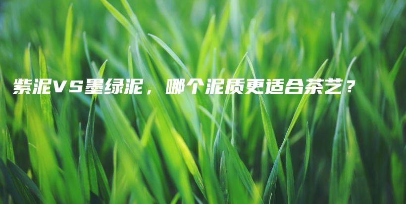 紫泥VS墨绿泥，哪个泥质更适合茶艺？插图