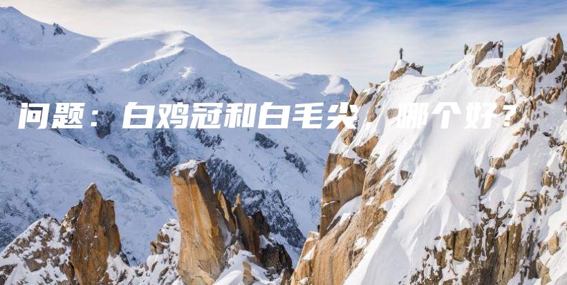 问题：白鸡冠和白毛尖，哪个好？插图