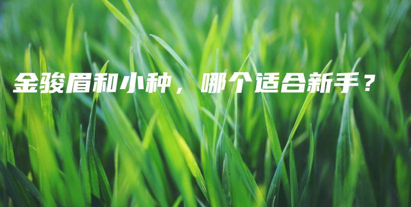 金骏眉和小种，哪个适合新手？插图