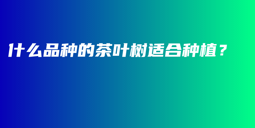 什么品种的茶叶树适合种植？插图