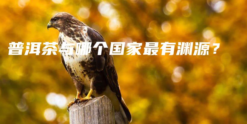 普洱茶与哪个国家最有渊源？插图