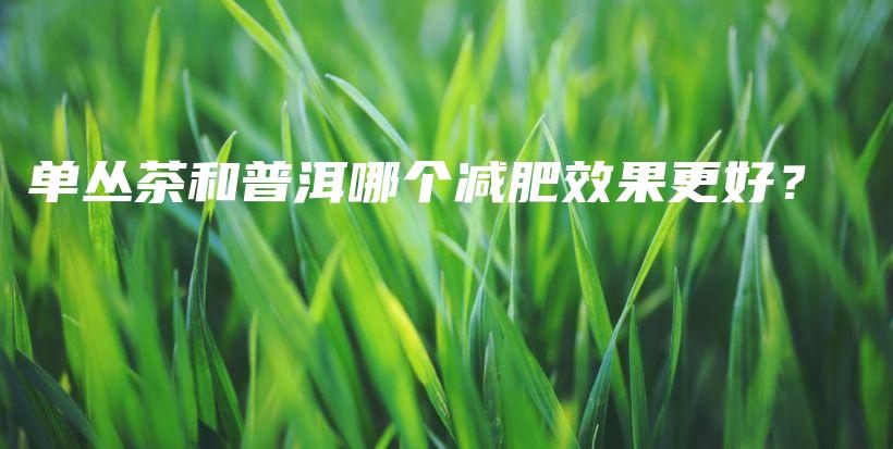 单丛茶和普洱哪个减肥效果更好？插图
