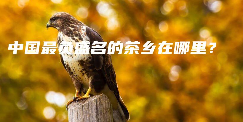 中国最负盛名的茶乡在哪里？插图