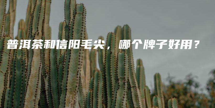 普洱茶和信阳毛尖，哪个牌子好用？插图