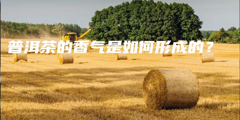 普洱茶的香气是如何形成的？插图