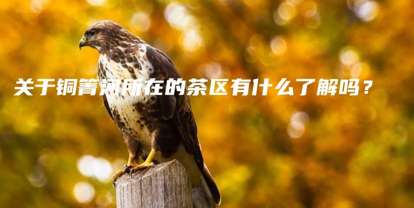 关于铜箐河所在的茶区有什么了解吗?插图 关于铜箐河所在的茶区有什么了解吗?插图