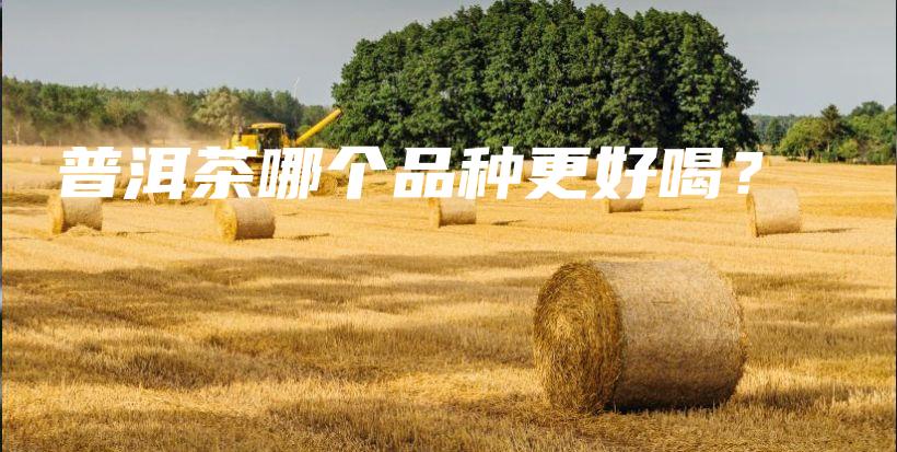 普洱茶哪个品种更好喝?插图 普洱茶哪个品种更好喝?插图
