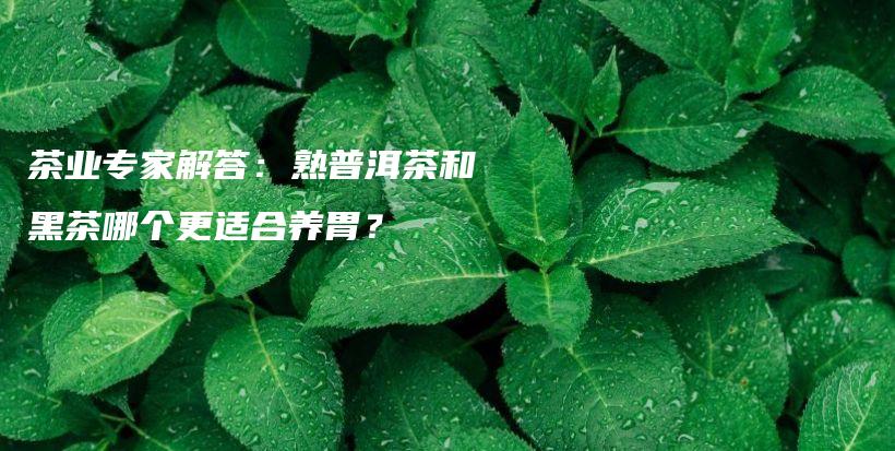 茶业专家解答：熟普洱茶和黑茶哪个更适合养胃？插图