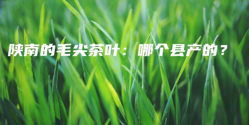 陕南的毛尖茶叶：哪个县产的？插图