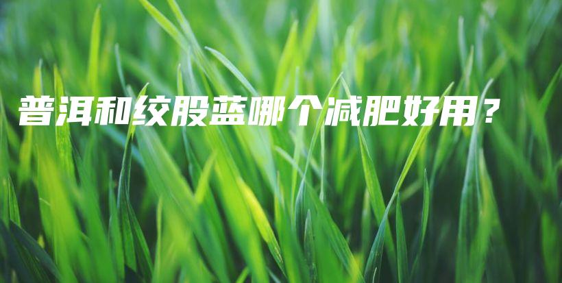 普洱和绞股蓝哪个减肥好用?插图 普洱和绞股蓝哪个减肥好用?插图