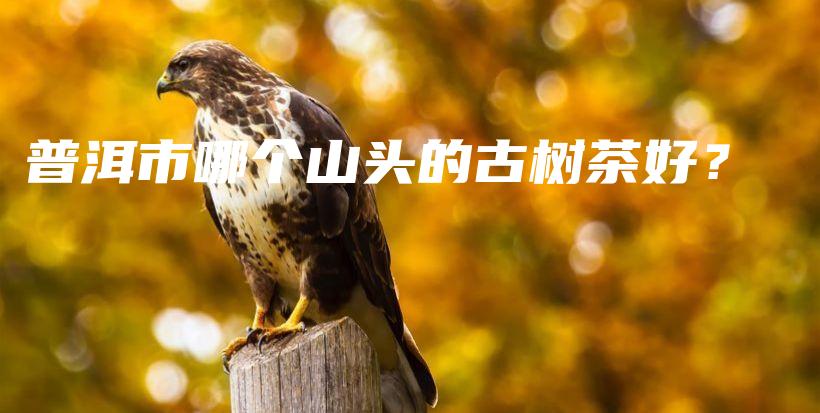 普洱市哪个山头的古树茶好？插图