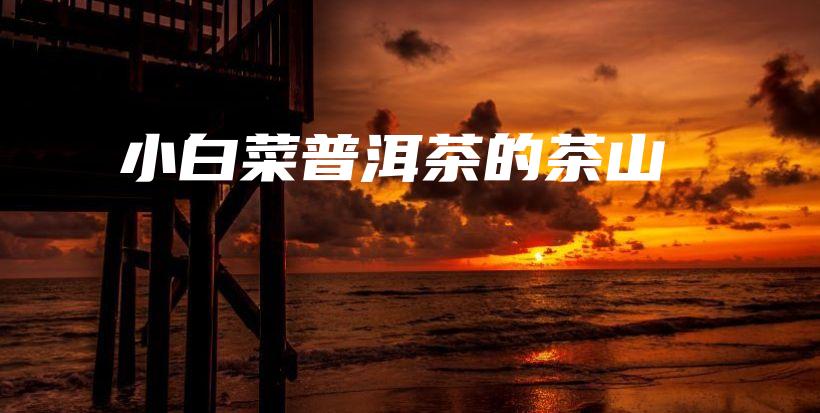 小白菜普洱茶的茶山插图