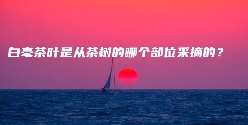 白毫茶叶是从茶树的哪个部位采摘的？插图
