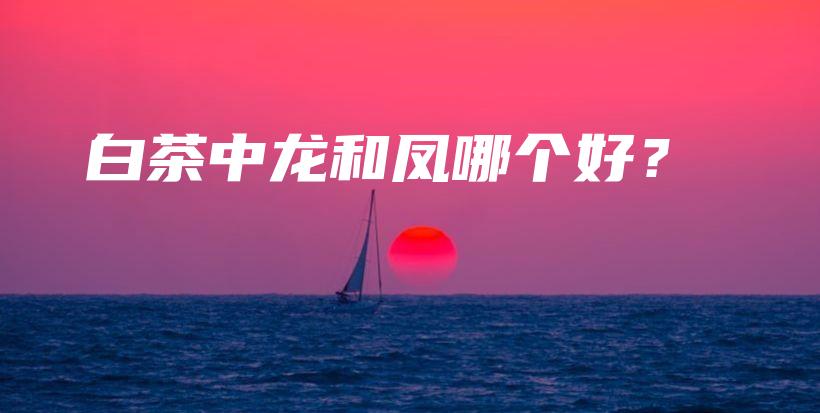 白茶中龙和凤哪个好?插图 白茶中龙和凤哪个好?插图