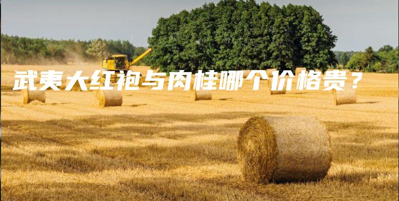 武夷大红袍与肉桂哪个价格贵？插图