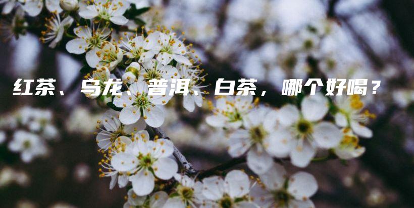 红茶、乌龙、普洱、白茶，哪个好喝？插图