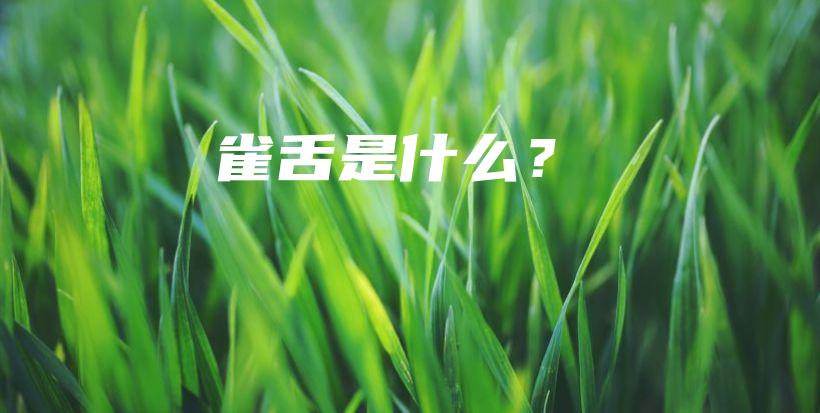 雀舌是什么？插图