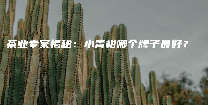 茶业专家揭秘：小青柑哪个牌子最好？插图