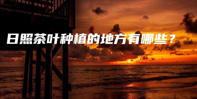 日照茶叶种植的地方有哪些？插图
