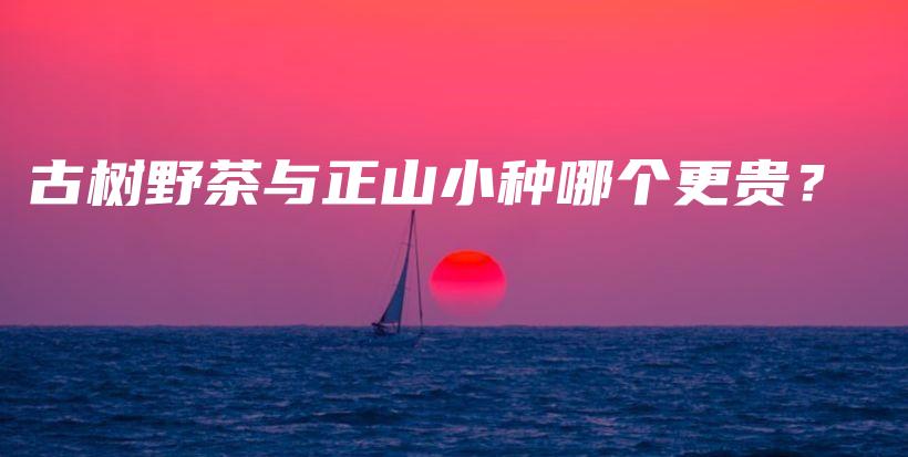 古树野茶与正山小种哪个更贵？插图
