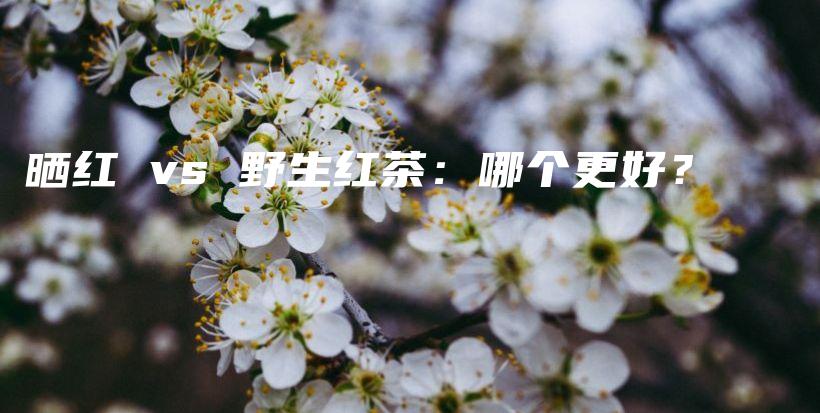 晒红 vs 野生红茶：哪个更好？插图