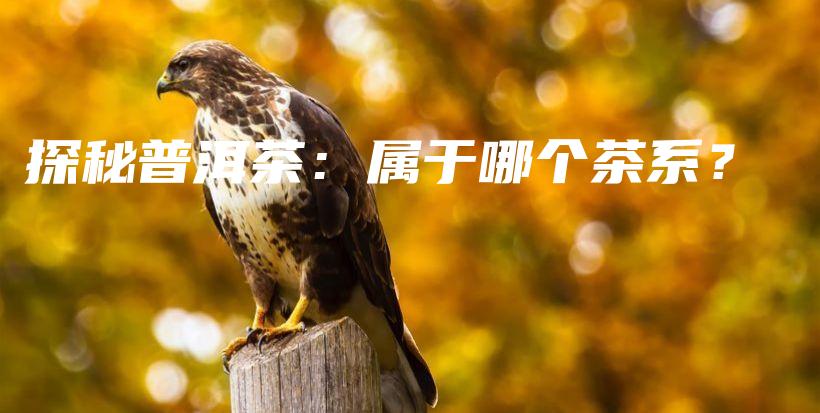 探秘普洱茶：属于哪个茶系？插图