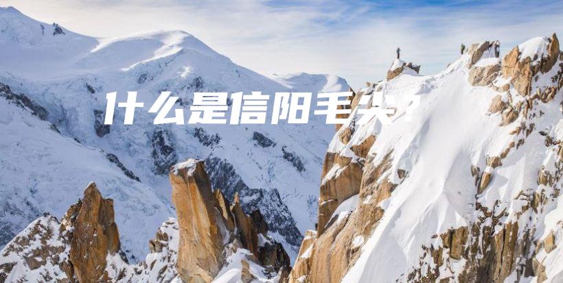 什么是信阳毛尖？插图