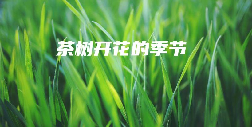 茶树开花的季节插图