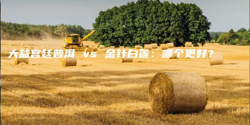 大益宫廷普洱 vs 金针白莲:哪个更好?插图 大益宫廷普洱 vs 金针白莲:哪个更好?插图