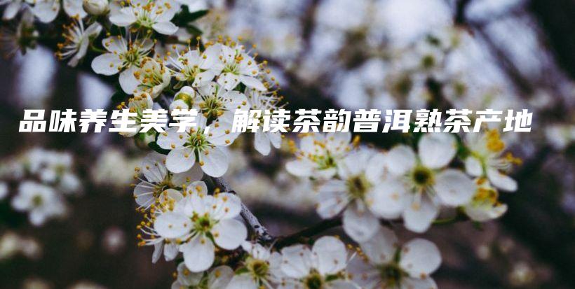 品味养生美学,解读茶韵普洱熟茶产地插图 品味养生美学,解读茶韵普洱熟茶产地插图