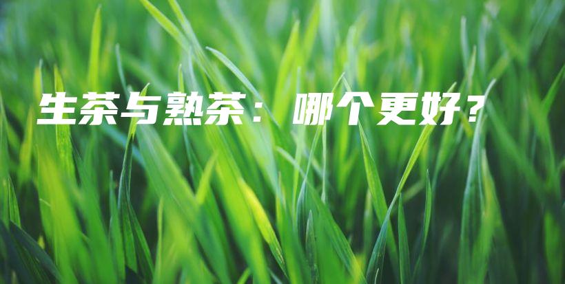 生茶与熟茶：哪个更好？插图