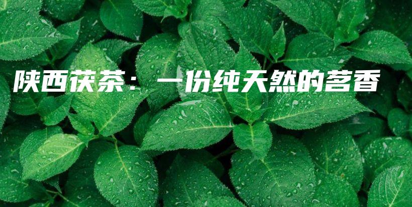 陕西茯茶：一份纯天然的茗香插图