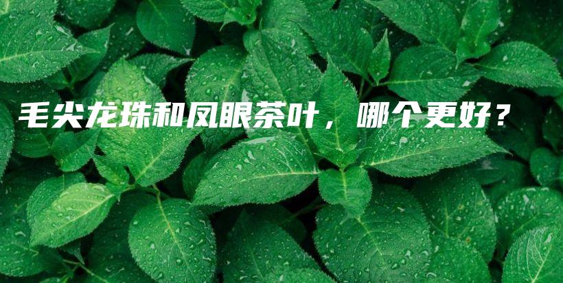 毛尖龙珠和凤眼茶叶，哪个更好？插图