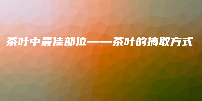 茶叶中最佳部位——茶叶的摘取方式插图