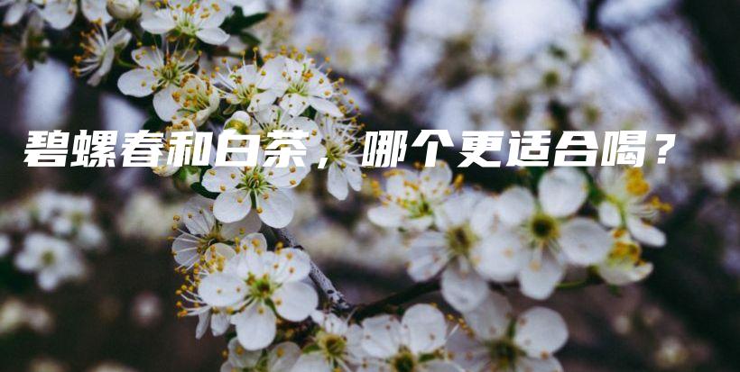 碧螺春和白茶,哪个更适合喝?插图 碧螺春和白茶,哪个更适合喝?插图