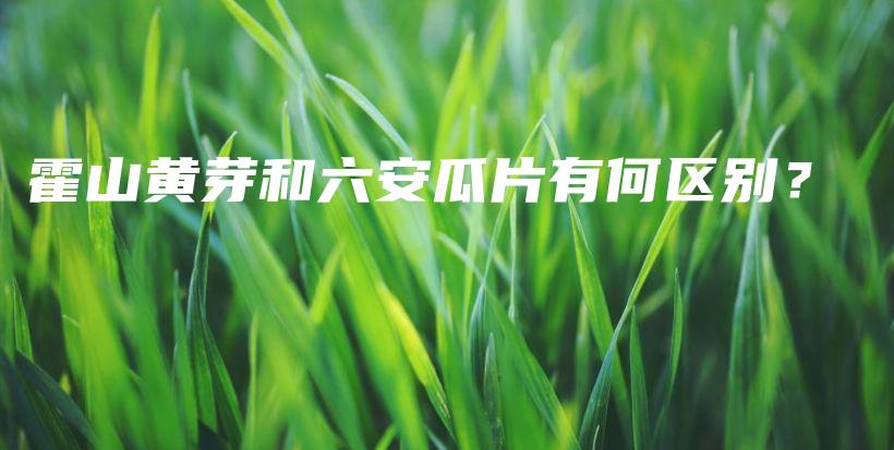 霍山黄芽和六安瓜片有何区别？插图