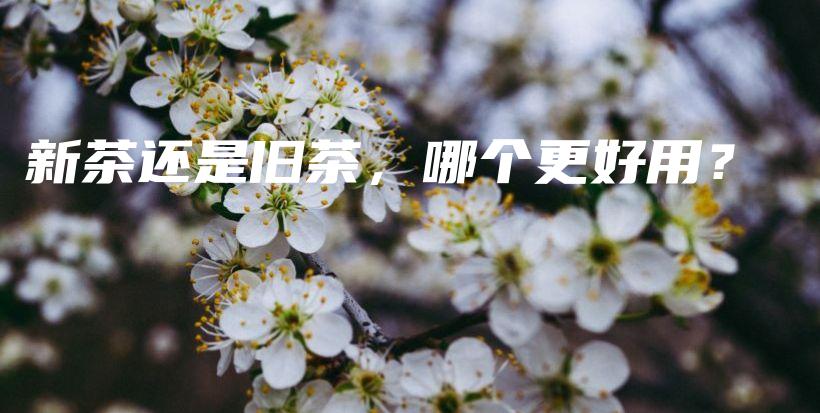 新茶还是旧茶，哪个更好用？插图