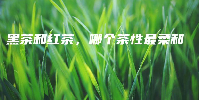黑茶和红茶，哪个茶性最柔和插图