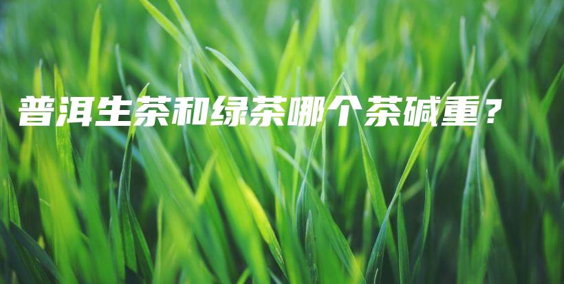 普洱生茶和绿茶哪个茶碱重？插图