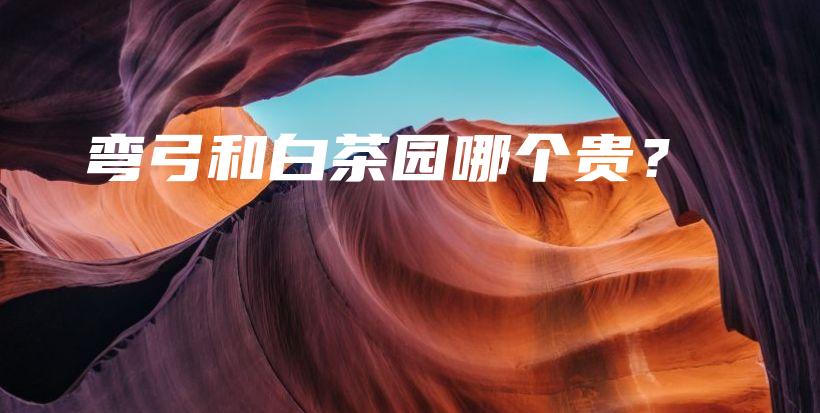 弯弓和白茶园哪个贵？插图