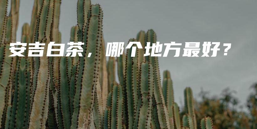 安吉白茶,哪个地方最好?插图 安吉白茶,哪个地方最好?插图