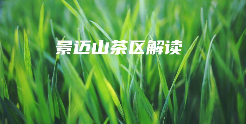 景迈山茶区解读插图