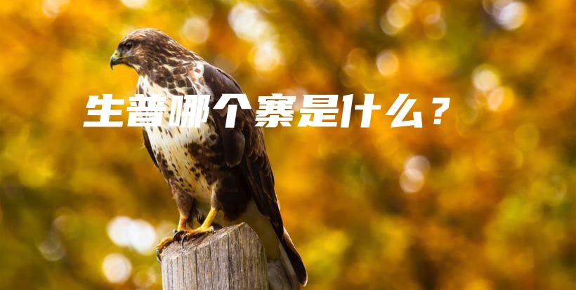 生普哪个寨是什么？插图